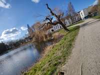 Hundeauslaufgebiet-Frankenwiese-Bild