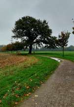 Hundeauslaufgebiet-Felder und die HOAG-Trasse-Bild
