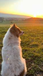 Hund gähnt viel-Beitrag-Bild