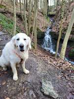 Hundeauslaufgebiet-Patensteig-Bild