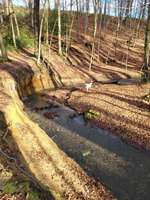 Hundeauslaufgebiet-Patensteig-Bild