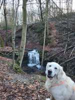 Hundeauslaufgebiet-Patensteig-Bild