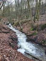 Hundeauslaufgebiet-Patensteig-Bild