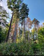 Hundeauslaufgebiet-Teutoburger Wald-Bild