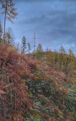 Hundeauslaufgebiet-Teutoburger Wald-Bild