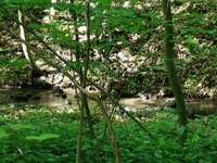 Hundeauslaufgebiet-Wald am Örkenweg-Bild