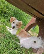 Hundeauslaufgebiet-Hundewiese Leopoldshöhe-Bild