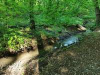 Hundeauslaufgebiet-Wald am Örkenweg-Bild