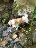 Hundeauslaufgebiet-Hundespielplatz/Hundewiese Stieghorst-Bild