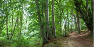 Hundeauslaufgebiet-Uhlenbach & Waldgebiet-Bild