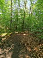 Hundeauslaufgebiet-Wald am Örkenweg-Bild