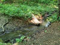 Hundeauslaufgebiet-Wald am Örkenweg-Bild
