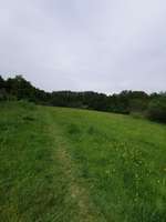 Hundeauslaufgebiet-Hundewiese-Bild