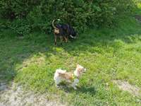 Hundeauslaufgebiet-Hundewiese an der Promenade-Bild