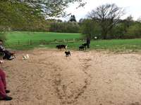 Hundeauslaufgebiet-Olderdissen Tierpark-Bild