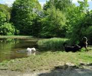 Hundeauslaufgebiet-Hundewiese an der Promenade-Bild