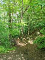 Hundeauslaufgebiet-Wald am Örkenweg-Bild