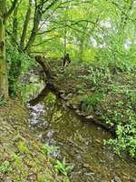 Hundeauslaufgebiet-Hundespielplatz/Hundewiese Stieghorst-Bild