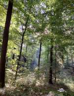 Hundeauslaufgebiet-Teutoburger Wald-Bild