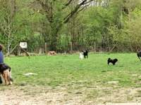 Hundeauslaufgebiet-Olderdissen Tierpark-Bild