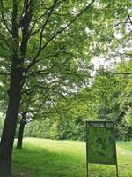 Hundeauslaufgebiet-Am Obersee-Bild