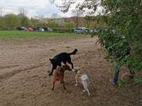 Hundeauslaufgebiet-Olderdissen Tierpark-Bild