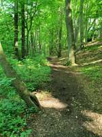 Hundeauslaufgebiet-Wald am Örkenweg-Bild