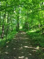 Hundeauslaufgebiet-Wald am Örkenweg-Bild