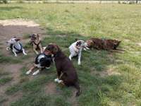 Hundeauslaufgebiet-Troisdorf-Spich-Bild