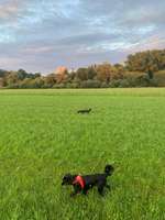 Hundeauslaufgebiet-Wiesengrund Katzwang-Bild