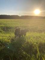 Hundeauslaufgebiet-Wiesengrund Katzwang-Bild