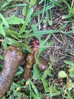 Blut im Kot-Beitrag-Bild