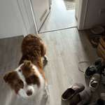 Suchmeldung-Chaska-Bild