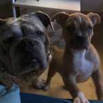 Ersteller:in Susi Profilbild