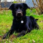 Zeigt mir eure Schäferhund Mischlinge :-)-Beitrag-Bild