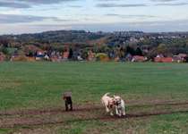 Hundeauslaufgebiet-Feld Possendorf-Bild