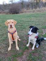 Hundeauslaufgebiet-Feld Possendorf-Bild