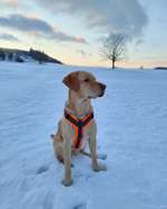 Hundeauslaufgebiet-Feld Possendorf-Bild
