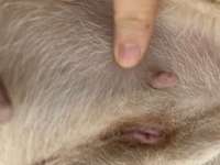 Probleme mit der Narbe nach Kastration-Beitrag-Bild