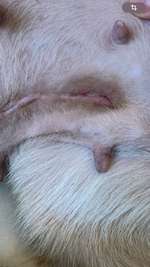 Probleme mit der Narbe nach Kastration-Beitrag-Bild