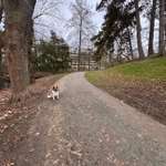 Hundeauslaufgebiet-Wiese mit Zugang zu Wasser-Bild