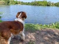 Hundeauslaufgebiet-Krimpelsee-Bild