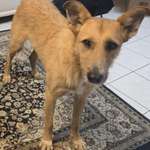 Suchmeldung-ANGSTHUND Nusa-Bild