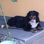 Suchmeldung-Angsthund MALOU-Bild