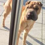 Suchmeldung-ANGSTHUND GESICHTET-Bild