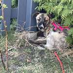 Suchmeldung-Angsthund Ulla-Bild