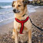 Suchmeldung-ANGSTHUND Flüpö-Bild