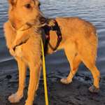 Suchmeldung-ANGSTHUND Nusa-Bild