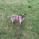 Suchmeldung-Angsthund Ulla-Bild