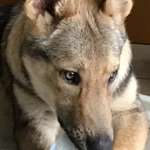 Ersteller:in Sÿlvia Profilbild